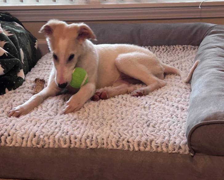 Un Barzoï allongé sur un lit pour chien
