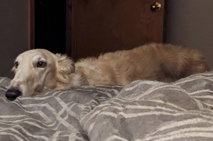 Un Barzoï allongé sur un lit