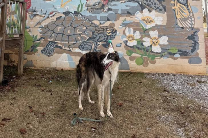 Un Barzoï posant devant un mur
