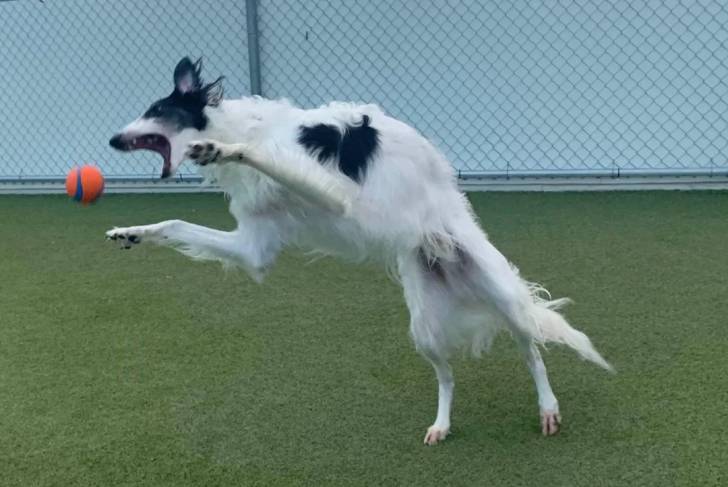Un Barzoï jouant avec une balle sur une pelouse