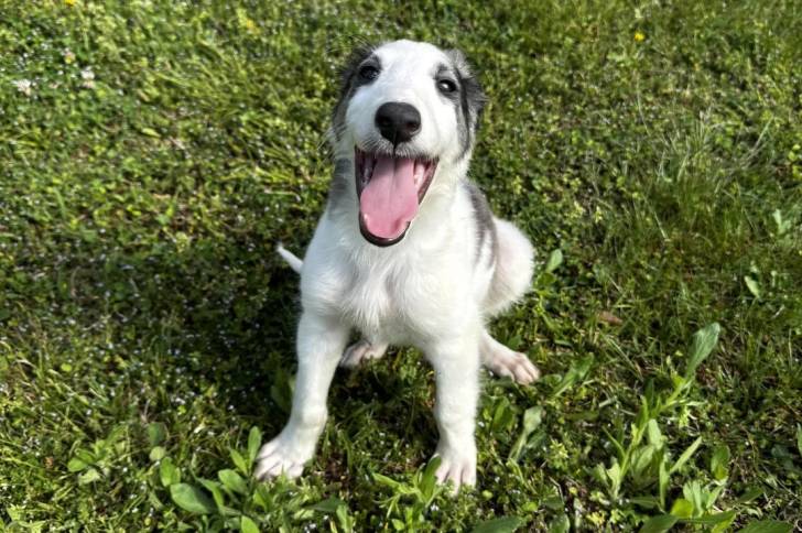 Un chiot Barzoï assis sur une surface herbacée