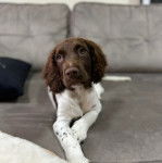 Un Épagneul de Chasse Polonais au pelage bicolore, allongé sur un canapé et semblant détendu 