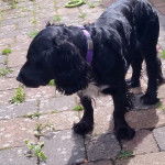 Un Épagneul de Chasse Polonais au pelage bicolore, sur un sol pavé et portant un collier autour du cou 