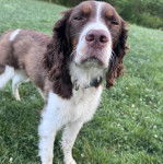 Un Épagneul de Chasse Polonais au pelage bicolore, sur une surface herbacée et portant un collier autour du cou