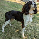 Un Épagneul de Chasse Polonais au pelage bicolore, sur un terrain gazonné et portant un collier autour du cou 