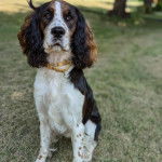 Un Épagneul de Chasse Polonais au pelage bicolore, assis sur une surface herbacée et portant un collier autour du cou