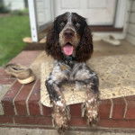 Un Épagneul de Chasse Polonais au pelage bicolore, allongé sur un tapis et tirant la langue 