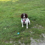 Un Épagneul de Chasse Polonais au pelage bicolore, assis sur un terrarin gazonné et portant un harnais 