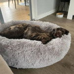 Un Épagneul de Chasse Polonais au pelage bicolore, allongé dans un panier et regardant la caméra 