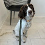 Un Épagneul de Chasse Polonais au pelage bicolore, assis sur un sol carrelé et qui est tenu en laisse