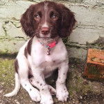 Un Épagneul de Chasse Polonais au pelage bicolore, assis sur une surface terrassée et portant un collier autour du cou