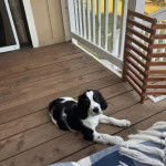 Un Épagneul de Chasse Polonais au pelage bicolore, allongé sur un plancher et regardant la caméra