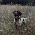Un Épagneul de Chasse Polonais au pelage bicolore, sur une surface herbacée et portant un collier autour du cou 