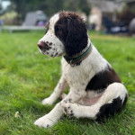 un Épagneul de Chasse Polonais au pelage bicolore, assis sur une surface gazonnée et portant un collier autour du cou 