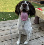 Un Épagneul de Chasse Polonais au pelage bicolore, assis sur un plancher et ayant la langue pendante 