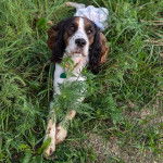 Un Épagneul de Chasse Polonais au pelage tricolore, allongé sur une surface herbacée et portant un collier autour du cou