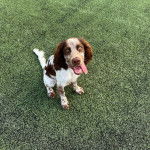 Un Épagneul de Chasse Polonais au pelage tricolore, assis sur une surface gazonnée et ayant la langue pendante 