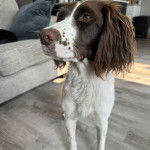 Un Épagneul de Chasse Polonais au pelage bicolore, sur un plancher et semblant détendu