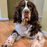 Un Épagneul de Chasse Polonais au pelage tricolore, allongé sur un plancher 