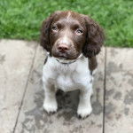 Un chiot Épagneul de Chasse Polonais au pelage bicolore, assis sur une surface terrassée et portant un collier autour du cou 