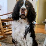 Un Épagneul de Chasse Polonais au pelage tricolore, assis sur un tapis