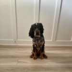 Un Épagneul de Chasse Polonais au pelage tricolore, assis sur un plancher et portant un collier autour du cou