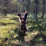 Un Épagneul de Chasse Polonais au pelage tricolore, courant sur une surface herbacée et portant un harnais 