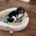 Un Épagneul de Chasse Polonais au pelage bicolore, allongé dans un panier