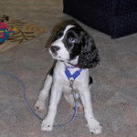 Un Épagneul de Chasse Polonais au pelage bicolore, assis sur une moquette et qui est tenu en laisse 