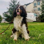 Un Épagneul de Chasse Polonais au pelage tricolore, assis sur une surface herbacée et qui est tenu en laisse 