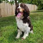 Un Épagneul de Chasse Polonais au pelage tricolore, assis sur une surface gazonnée et ayant la langue pendante 