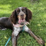 Un Épagneul de Chasse Polonais au pelage tricolore, allongé sur une surface gazonnée et qui est tenu en laisse