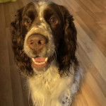 Gros plan d'un Épagneul de Chasse Polonais ayant la gueule légèrement ouverte 