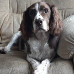 Un Épagneul de Chasse Polonais au pelage bicolore, allongé sur un canapé et semblant détendu 