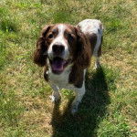 Un Épagneul de Chasse Polonais au pelage bicolore, sur une surface herbacée et ayant la gueule ouverte 