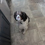 Un Épagneul de Chasse Polonais au pelage bicolore, assis sur un sol carrelé et portant un collier autour du cou