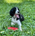 Un Épagneul de Chasse Polonais au pelage bicolore, allongé sur une surface herbacée et portant un collier autour du cou