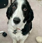 Un Épagneul de Chasse Polonais au pelage bicolore, assis sur une moquette et portant un collier autour du cou