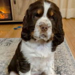 Un Épagneul de Chasse Polonais au pelage triccolore, assis sur un tapis et regardant la caméra