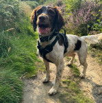 Un Épagneul de Chasse Polonais au pelage bicolore, sur une surface herbacée et portant un harnais 