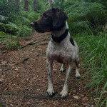 Un Épagneul de Chasse Polonais au pelage bicolore, sur une surface herbacée et portant un collier autour du cou