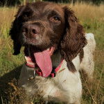 Un Épagneul de Chasse Polonais au pelage bicolore, sur un terrain herbeux et portant un collier autour du cou