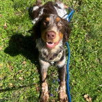 Un Épagneul de Chasse Polonais au pelage tricolore, allongé sur une surface herbacée et qui est tenu en laisse 