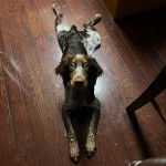 Un Épagneul de Chasse Polonais au pelage tricolore, allongé sur un plancher et regardant vers la caméra 