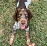 Un Épagneul de Chasse Polonais au pelage tricolore, allongé sur un terrain gazonné et ayant la gueule légèrement ouverte 