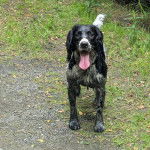 Un Épagneul de Chasse Polonais au pelage tricolore, se tenant à quatre pattes et tirant la langue 