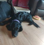 Un Épagneul de Chasse Polonais au pelage noir, allongé sur un plancher et portant un collier autour du cou 