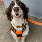 Un Épagneul de Chasse Polonais au pelage bicolore, assis sur une surface terrassé et qui est tenu en laisse