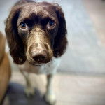 Gros plan d'un Épagneul de Chasse Polonais au pelage bicolore, regardant la caméra 