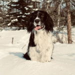 Un Épagneul de Chasse Polonais au pelage bicolore, assis sur une surface enneigée et tirant la langue 